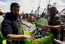 Image du Maroc Professionnelle de  Le système de la chaîne humaine pour vider la cale du bateau remplie de poissons encore vivat ! Les ouvriers s'activent énergiquement sans perdre de temps à faire passer de l’un à l’autre le panier en plastique rempli de sardines vivantes, cette dynamique dans le but de conserver la sardine toute fraîche durant l’opération de débarquement au Port de Laayoune, Lundi 8 Mars 2010. (Photo / Abdeljalil Bounhar) 